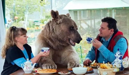 电影推荐：推荐棕熊电影有哪些名字（关于棕